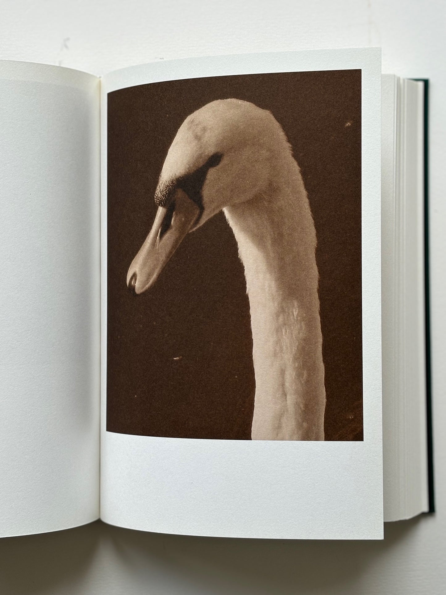 Nude Animal Cigar. SIGNED COPY.