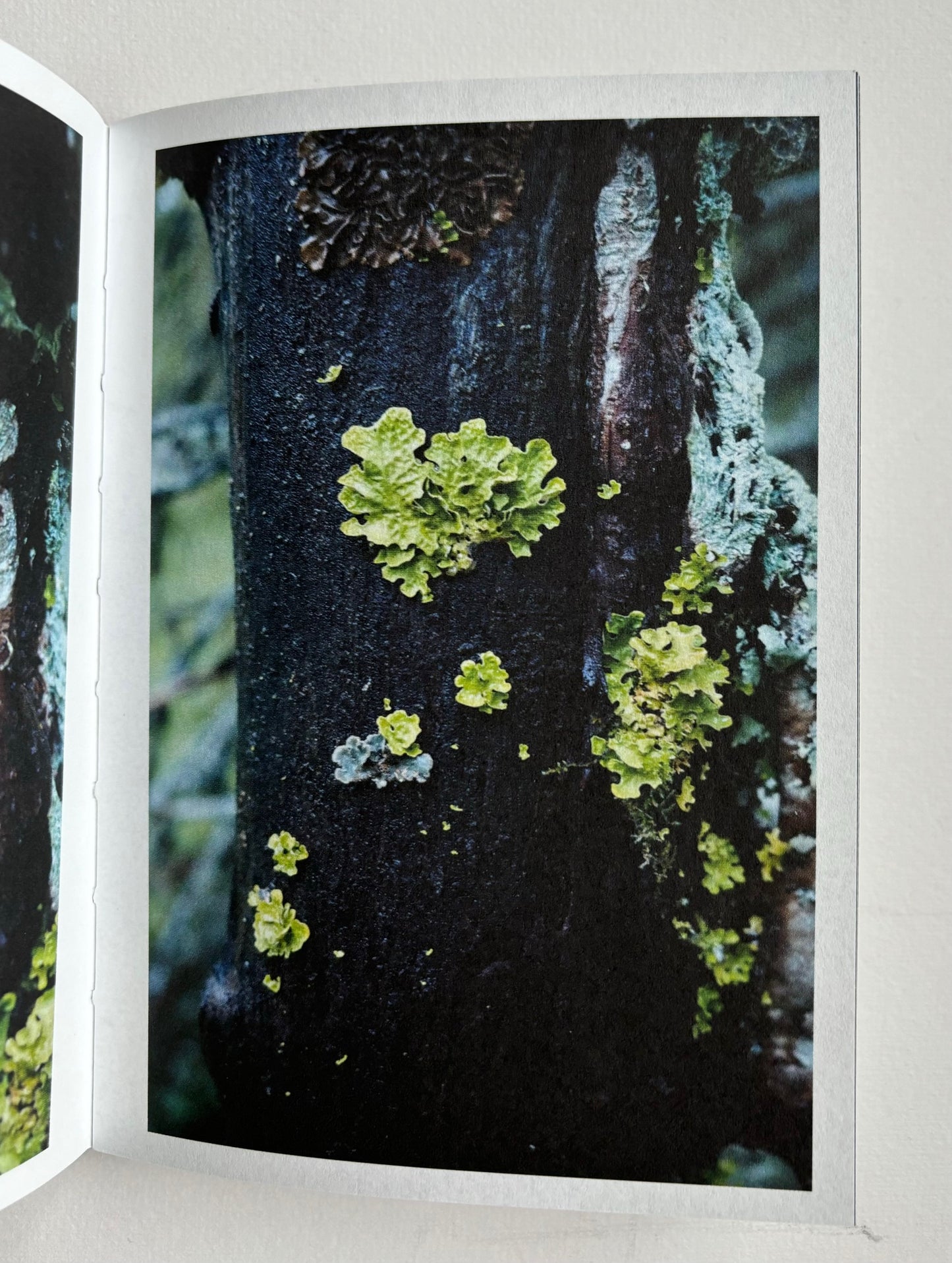 Crystal Forest