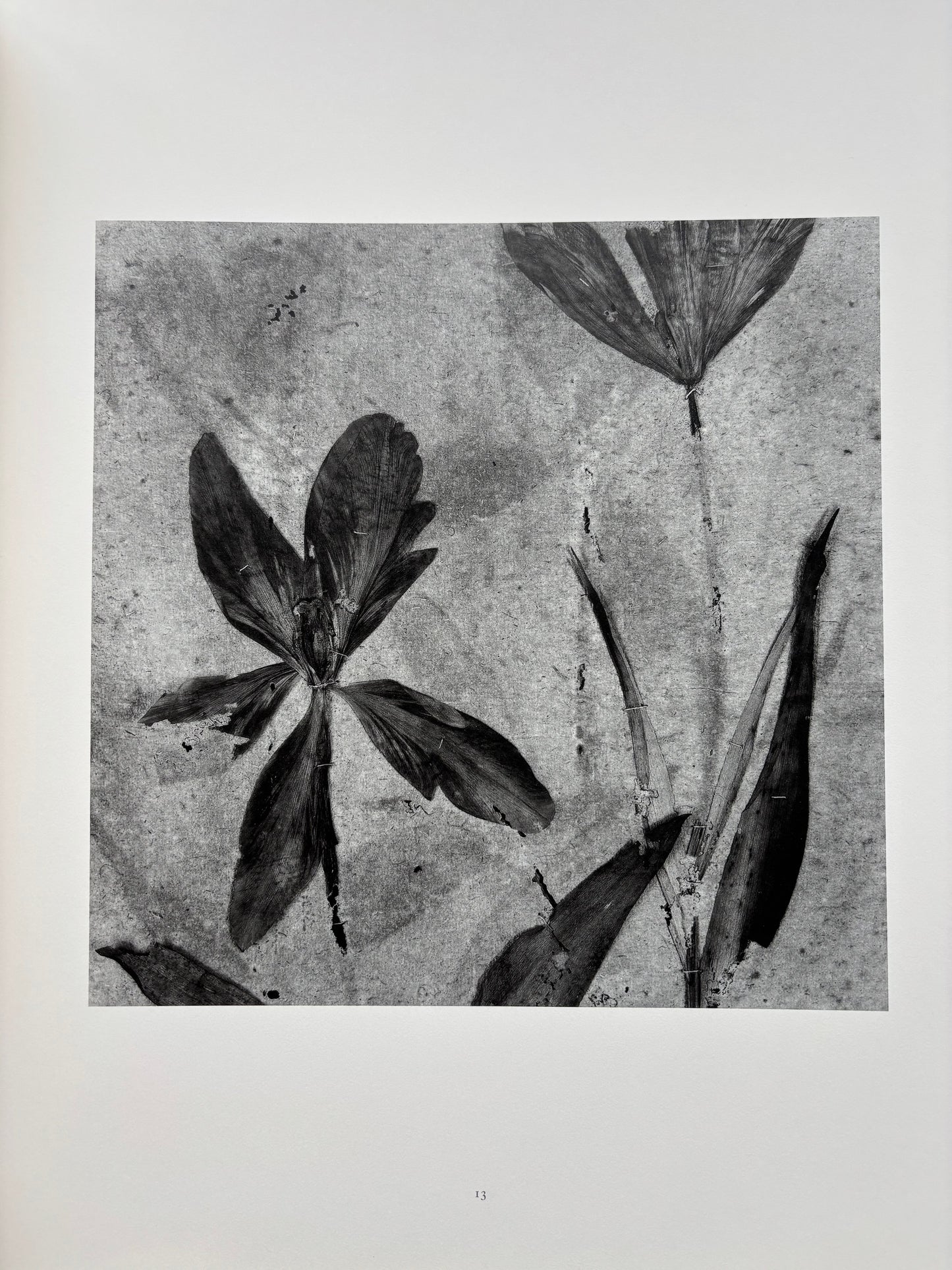 Voyage botanique. (SIGNED)