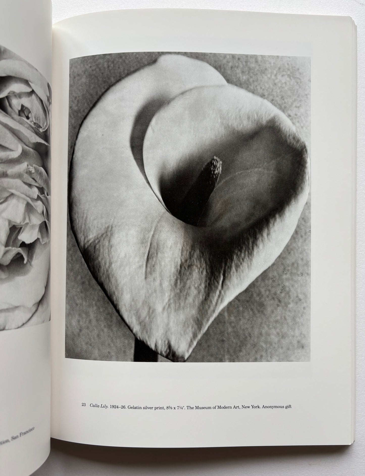 Sarah M. Lowe. TINA MODOTTI Photographs.
